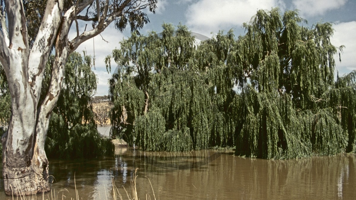 Blanchetown - Murray River - Hochwasser_C04-09-41.jpg