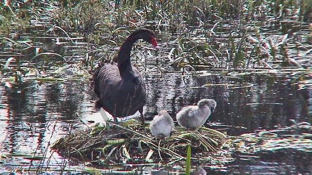 Bool Lagoon - Schwarzschwan - [Cygnus atratus] mit Küken_SA-2003-333.jpg