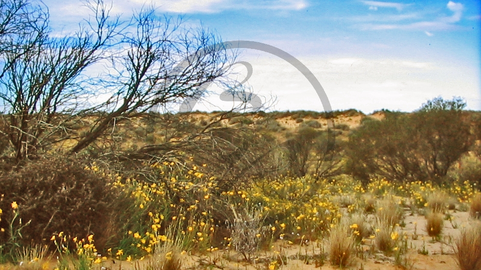 Cooper Creek - Cuttupirra Waterhole - Outback - Buschland_C04-31-43.JPG