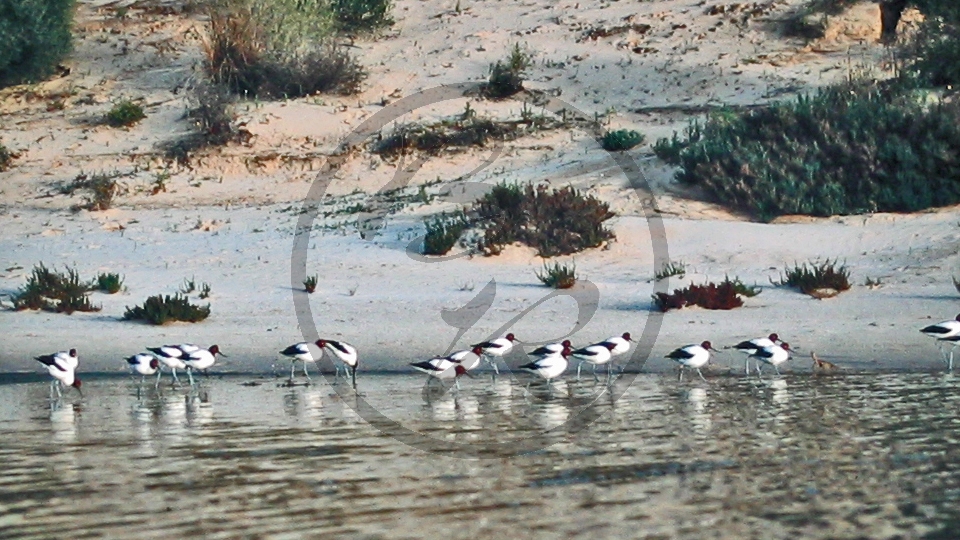 Cooper Creek - Cuttupirra Waterhole - Säbelschnäbler_C04-32-02.JPG