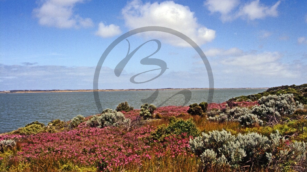 Coorong Nationalpark - blühende Buschland - Lagune_C04-25-13.jpg