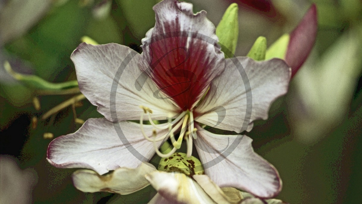 Emustrauch - Emu bush - [Myoporaceae (Eremophila)]_D05-09-39.jpg