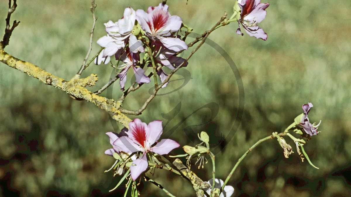 Emustrauch - Emu bush - [Myoporaceae (Eremophila)]_D05-09-42.jpg