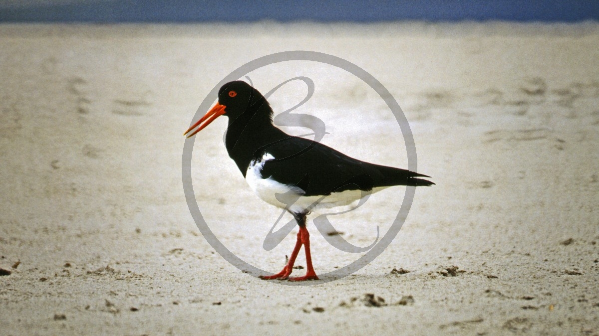 Kangaroo Island - Antechamber Bay - Austernfischer - [Haematopus ostralegus]_D06-17-05.jpg