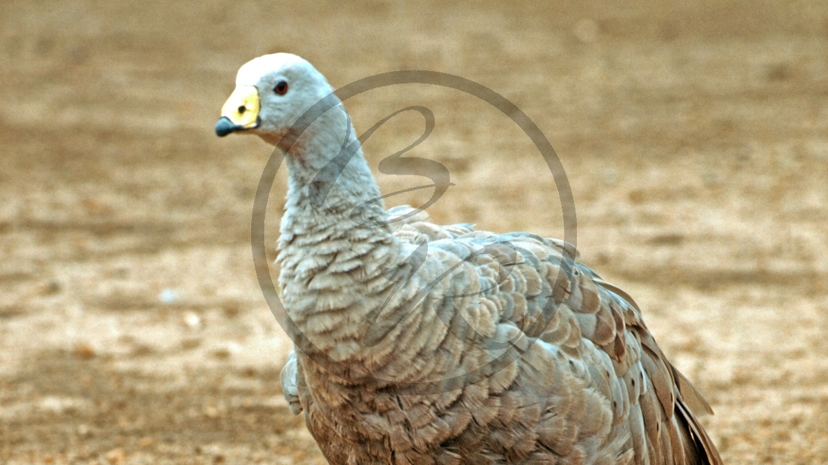 Kangaroo Island - Flinders Chase Nationalpark - Hühnergans - Cape Barren-Gans - [Cereopsis novaehollandiae]_D06-16-04.jpg