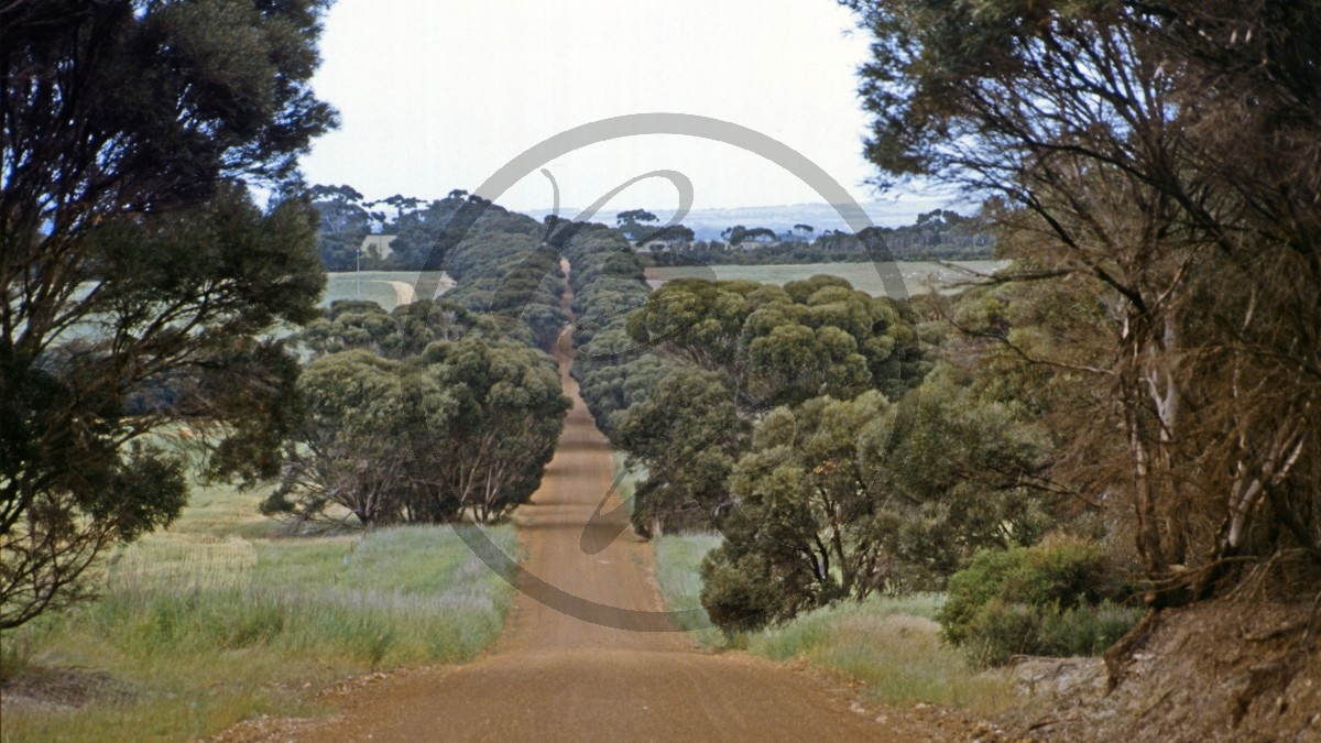 Kangaroo Island - Gap Road - Gravelroad-Allee_C04-25-43.jpg