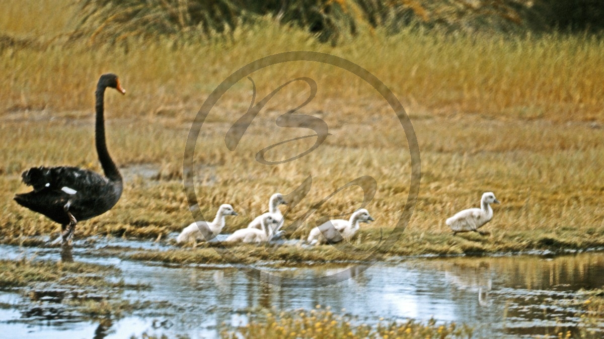 Kangaroo Island - Murray Lagoon - Schwarzschwan - [Cygnus atratus] - mit Küken_D06-16-31.jpg