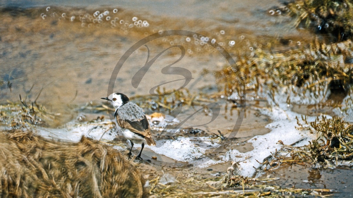 Kangaroo Island - Murray Lagoon - Steinwälzer - Ruddy Turnstone - [Arenaria interpres]_D06-16-39.jpg