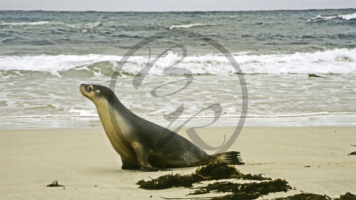 Kangaroo Island - Seal Bay - Seelöwen_D06-16-26.jpg