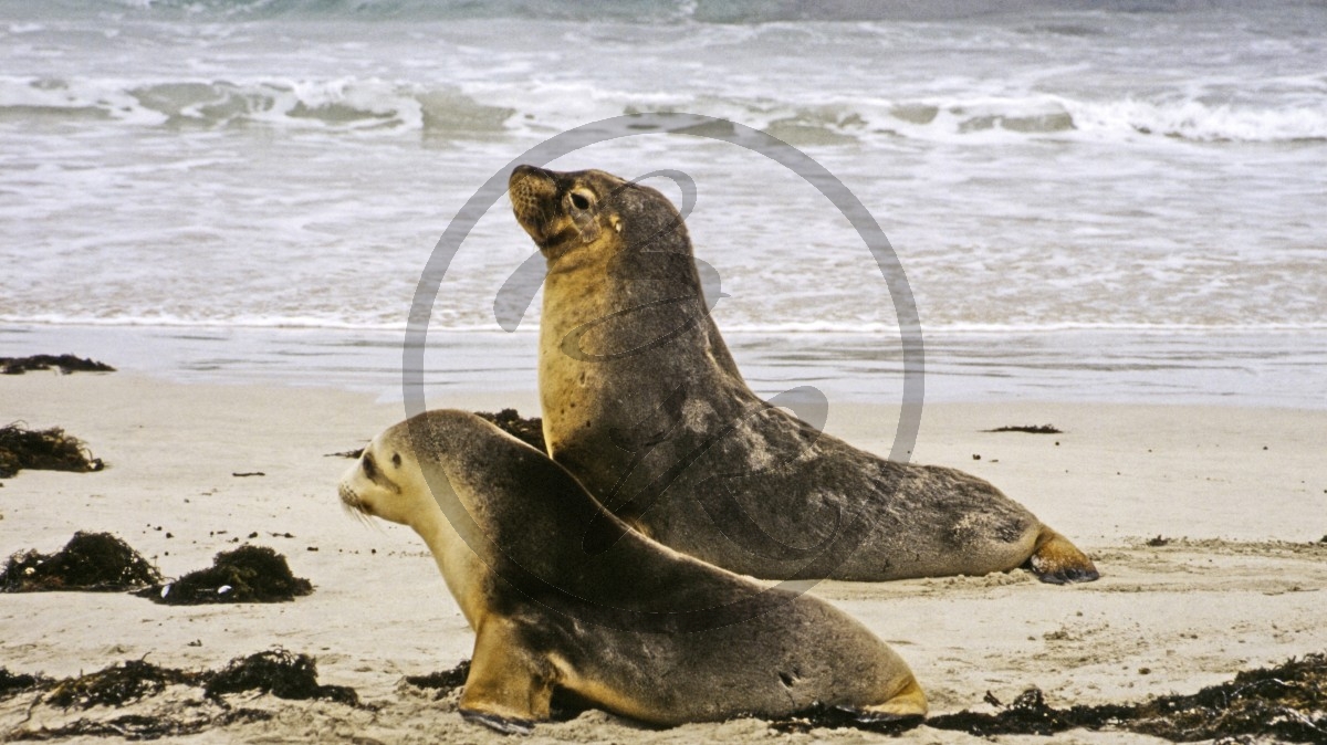 Kangaroo Island - Seal Bay - Seelöwen_D06-16-28.jpg