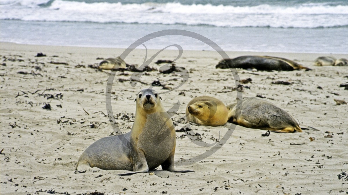 Kangaroo Island - Seal Bay - Seelöwen_D06-16-30.jpg