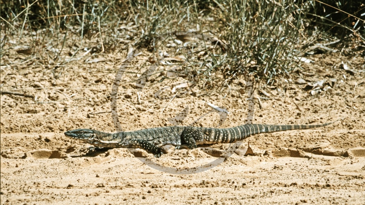 Kangaroo Island - Three Chain Road - Waran_D06-16-44.jpg