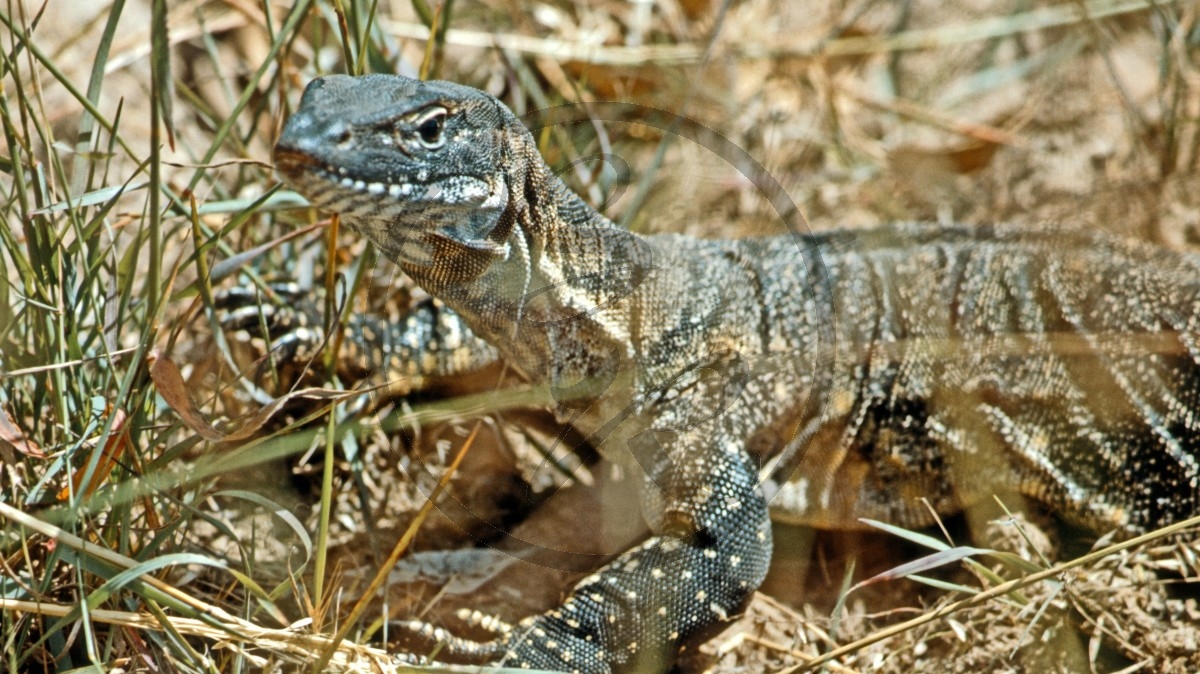 Kangaroo Island - Three Chain Road - Waran_D06-16-47.jpg