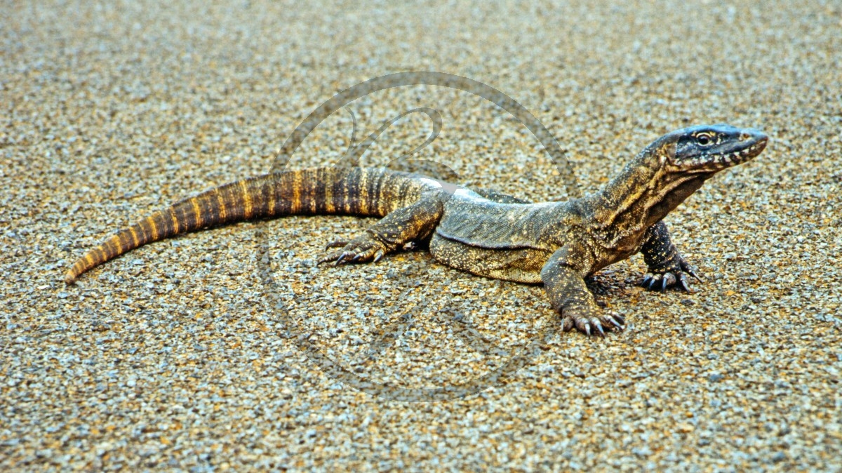 Kangaroo Island - Waran_D06-16-03.jpg