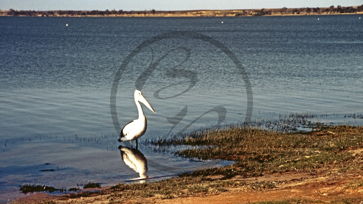 Lake Bonney - Pelikan_D06-09-21.jpg