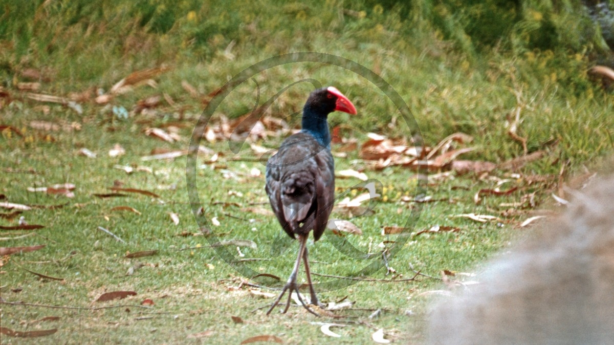 Mannum - Purpurhuhn - Purple Swamphen - [Porphyrio Porphyrio]_D06-15-23.jpg