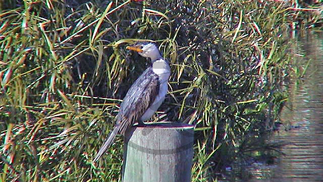 McLaren Vale - Kormoran - Little pied cormorant - [Phalacrocorax melanoleucos]_(SA-2003-313).jpg