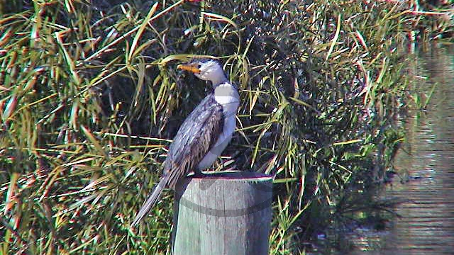 McLaren Vale - Kormoran - Little pied cormorant - [Phalacrocorax melanoleucos]_(SA-2003-313).jpg