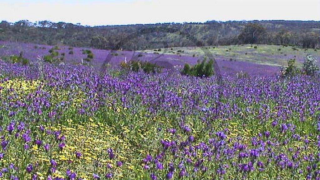 McLaren Vale - Onkaparingatal - Blütenfeld_(SA-2003-314).jpg