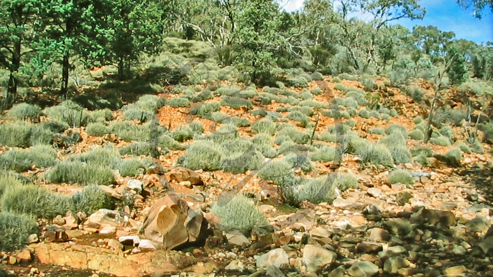 Mulkay Gorge - Flinders Range Nationalpark - Spinnifexgras_C04-32-47.JPG