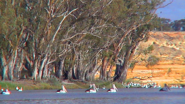 Murray River - Blanchetown - Steilufer - Pelikane_SA-2003-411.jpg