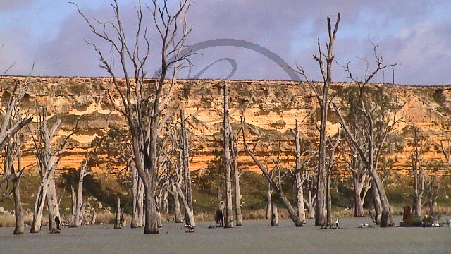 Murray River - Blanchetown - Steilufer_(SA-2003-304).jpg