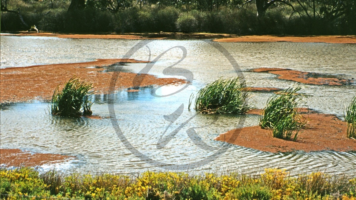 Murray River - Hochwasser bei Bow Hill_C04-24-49.jpg