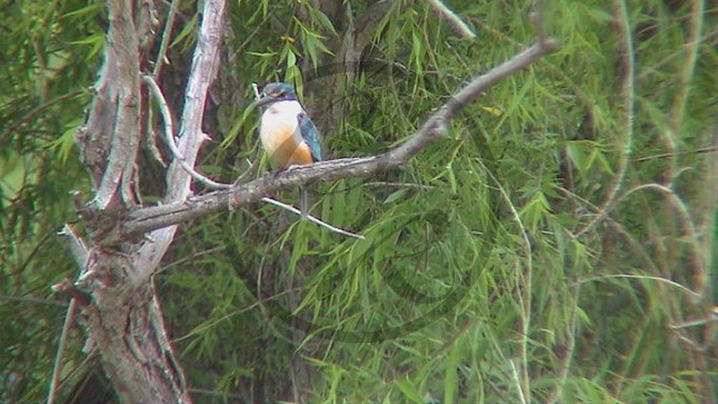 Murray River - Mannum - Eisvogel - [Todiramphus sanctus]_2003-415.JPG