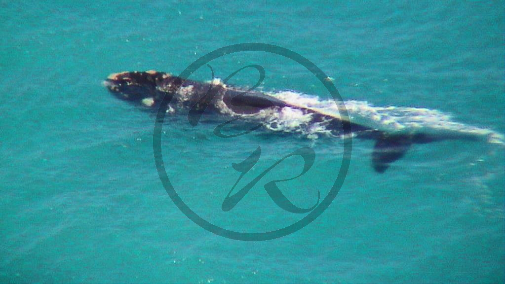 Nullarbor Nationalpark - Great Australian Bight - Wal vor der Küste_(SA-2003-287).jpg