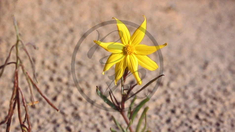 Outback (bei Etadunna) - Sanddüne - Blüte (gelb)_C04-30-49.JPG