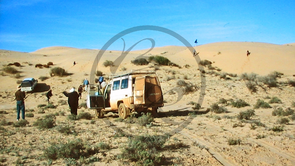 Outback (bei Etadunna) - Sanddüne - Geländewagen_C04-30-50.JPG