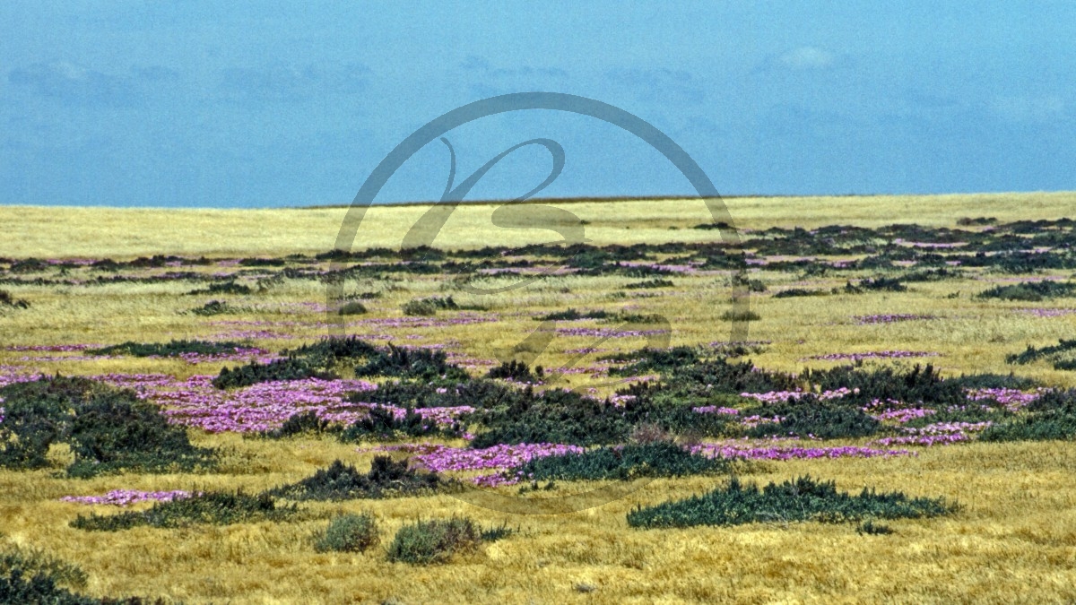 Outback - Grasland_C04-25-30.jpg