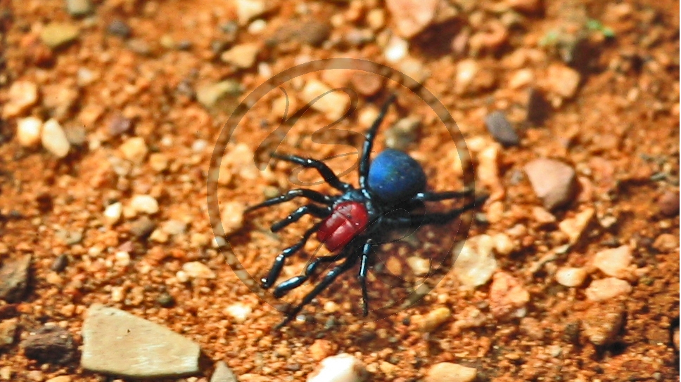 Red Gorge - Flinders Range Nationalpark - Spinne_C04-32-45.JPG