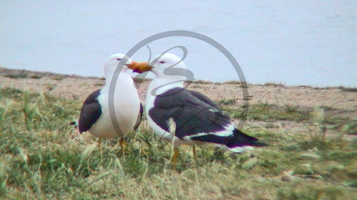 Victor Harbour - Dickschnabelmöwen [Larus pacificus]_(SA-2003-316).jpg