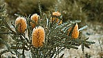 Banksia - Showy banksia - [Banksia speciosa]_D05-18-27.jpg