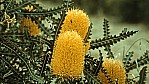Banksia - Showy banksia - [Banksia speciosa]_D05-18-28.jpg