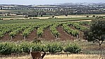 Barossa Valley - Weinberge_C04-09-50.jpg