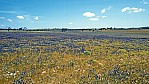 Bei Meningie - Outback - blhende Wiese_C04-25-25.jpg