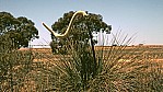 Big Desert Wilderness Park - Grasbaum - [Xanthorrhoeaceae]_D05-09-30.jpg