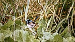 Bool Lagoon - Pracht-Staffelschwanz - Superb Fairy-wren - [Malurus cyaneus]_D06-15-36.jpg