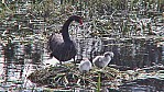 Bool Lagoon - Schwarzschwan - [Cygnus atratus] mit Kken_SA-2003-333.jpg