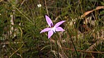 Clare Valley - Spring Gully Conservation Park - Orchidee - Waxlip Orchid - [Glossodia major]_(SA-2003-295).jpg