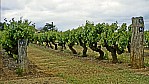 Coonawarra - Weinreben_C04-25-03.jpg