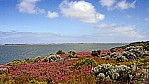 Coorong Nationalpark - blhende Buschland - Lagune_C04-25-13.jpg