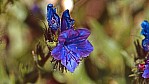 Coorong Nationalpark - blaue Blte - [unbekannt]_D05-18-15.jpg