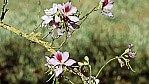 Emustrauch - Emu bush - [Myoporaceae (Eremophila)]_D05-09-42.jpg