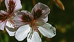 Emustrauch - Emu bush - [Myoporaceae (Eremophila)]_D05-18-16.jpg