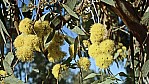 Eukalyptus - Merrit - [Eucalyptus flocktoniae]_D05-09-36.jpg