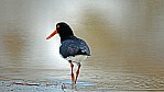 Kangaroo Island - Antechamber Bay - Austernfischer - [Haematopus ostralegus]_D06-17-03.jpg