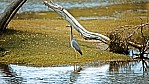 Kangaroo Island - Antechamber Bay - Graureiher - White-faced Heron - [Egretta (Ardea) novaehollandiae]_C04-27-07.jpg
